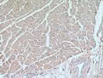 RRAS2 Antibody in Immunohistochemistry (Paraffin) (IHC (P))