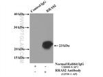 RRAS2 Antibody in Immunoprecipitation (IP)