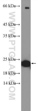 TNFSF12 Antibody in Western Blot (WB)