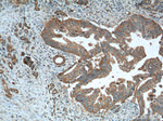 Amylase alpha Antibody in Immunohistochemistry (Paraffin) (IHC (P))