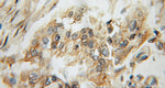 Amylase alpha Antibody in Immunohistochemistry (Paraffin) (IHC (P))