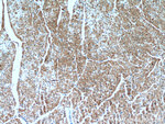 PIP5K1B Antibody in Immunohistochemistry (Paraffin) (IHC (P))