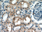 PIP5K1B Antibody in Immunohistochemistry (Paraffin) (IHC (P))