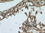 Annexin VI Antibody in Immunohistochemistry (Paraffin) (IHC (P))