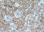 Annexin VI Antibody in Immunohistochemistry (Paraffin) (IHC (P))