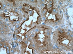 Annexin VI Antibody in Immunohistochemistry (Paraffin) (IHC (P))