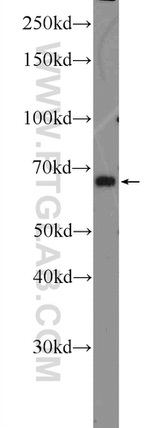 Annexin VI Antibody in Western Blot (WB)