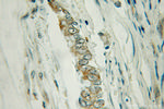 TRIM31 Antibody in Immunohistochemistry (Paraffin) (IHC (P))