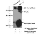 TRIM31 Antibody in Immunoprecipitation (IP)