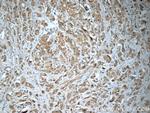 SQLE Antibody in Immunohistochemistry (Paraffin) (IHC (P))