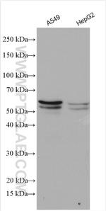 SQLE Antibody in Western Blot (WB)