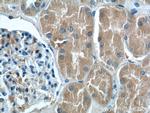 PEX5 Antibody in Immunohistochemistry (Paraffin) (IHC (P))