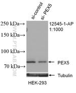 PEX5 Antibody in Western Blot (WB)