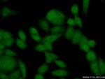 PER3 Antibody in Immunocytochemistry (ICC/IF)