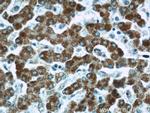 Factor XII Antibody in Immunohistochemistry (Paraffin) (IHC (P))