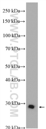 Factor XII Antibody in Western Blot (WB)