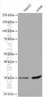 Factor XII Antibody in Western Blot (WB)