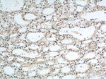 PrP Antibody in Immunohistochemistry (Paraffin) (IHC (P))