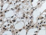 PrP Antibody in Immunohistochemistry (Paraffin) (IHC (P))