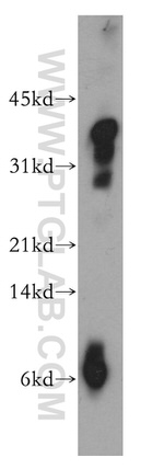 PrP Antibody in Western Blot (WB)