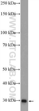 PrP Antibody in Western Blot (WB)