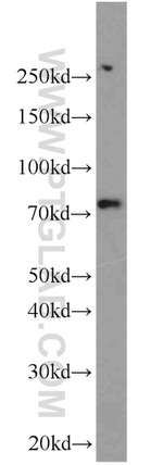 RAPGEF5 Antibody in Western Blot (WB)