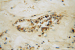 STK36 Antibody in Immunohistochemistry (Paraffin) (IHC (P))