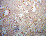 FUT8 Antibody in Immunohistochemistry (Paraffin) (IHC (P))