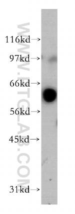 FUT8 Antibody in Western Blot (WB)