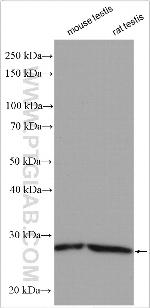 ROPN1L Antibody in Western Blot (WB)