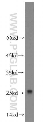 ROPN1L Antibody in Western Blot (WB)