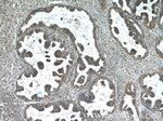 AMPK gamma2 Antibody in Immunohistochemistry (Paraffin) (IHC (P))