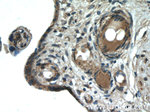 AMPK gamma2 Antibody in Immunohistochemistry (Paraffin) (IHC (P))