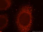 SCFD1 Antibody in Immunocytochemistry (ICC/IF)