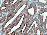 SCFD1 Antibody in Immunohistochemistry (Paraffin) (IHC (P))