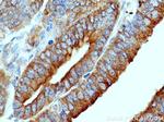 SCFD1 Antibody in Immunohistochemistry (Paraffin) (IHC (P))