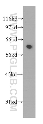 SCFD1 Antibody in Western Blot (WB)