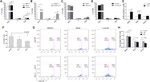 Ki-67 Antibody in Flow Cytometry (Flow)