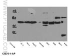 SMAD2 Antibody in Western Blot (WB)