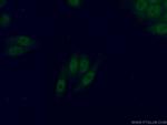 PBX3 Antibody in Immunocytochemistry (ICC/IF)