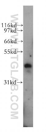 PBX3 Antibody in Western Blot (WB)