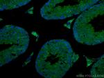 EPAC1 Antibody in Immunohistochemistry (Paraffin) (IHC (P))