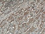 EPAC1 Antibody in Immunohistochemistry (Paraffin) (IHC (P))