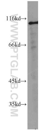 EPAC1 Antibody in Western Blot (WB)