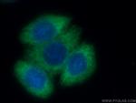 TRIM25 Antibody in Immunocytochemistry (ICC/IF)