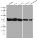 TRIM25 Antibody in Western Blot (WB)