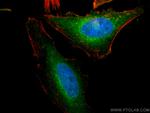 PTTG1IP Antibody in Immunocytochemistry (ICC/IF)