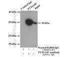 PTTG1IP Antibody in Immunoprecipitation (IP)