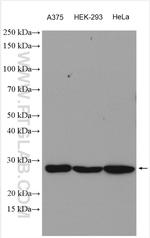 PTTG1IP Antibody in Western Blot (WB)