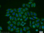 PTTG1IP Antibody in Immunocytochemistry (ICC/IF)